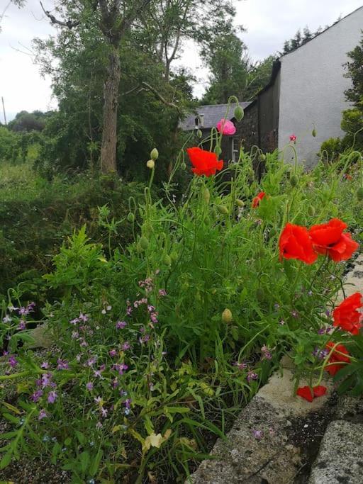 Riverside Cottage At Logwood Mill Ballyclare Exteriér fotografie