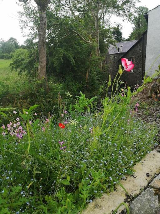 Riverside Cottage At Logwood Mill Ballyclare Exteriér fotografie